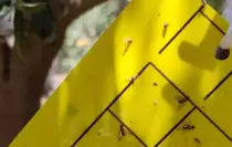 Salihli'de Zeytin Sineğine Karşı İlaçlama Uyarısı