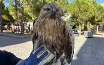 Yaralı Kızıl Şahin Tedavi İçin Yola Çıktı