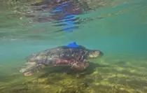 Antalya'da Caretta Carettalara Uydu Takip Cihazı Takıldı