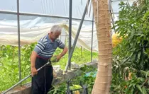 alanya-da-papaya-hasadi-basladi-kilosu-100-li-18755326_amp.jpg