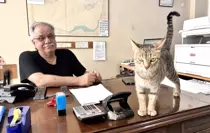 yavrularini-agziyla-ofise-tasiyan-anne-kedi-18755063_amp.jpg