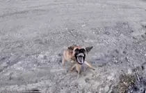 Sinop'ta Köpeğin Dronu Takibi Gülümsetti