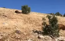 batman-da-silahla-vurulmus-halde-7-yilki-ati-18776899_amp.jpg