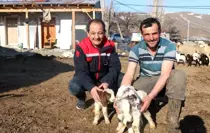 Erzincan'da Koyunculuk Projesine Kredi Desteği Arttırıldı