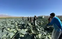 Günlük 4 bin TL'ye işçi bulunamıyor! Tarlada kriz büyüyor