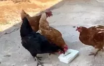 Yaz Sıcaklarında Tavuklara Dondurma İkramı