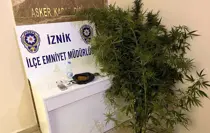 İznik'te Kenevir Yetiştiren İki Kişi Tutuklandı
