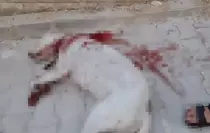 Bahçesindeki Hayvanlara Zarar Verdiği Gerekçesiyle Hamile Köpeği Vuran Adam Tutuklandı