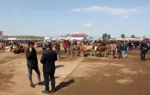 Ağrı Canlı Hayvan Borsası 10 Eylül'de Yeniden Açılıyor