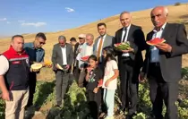 Yüksekova'da Mısır, Karpuz ve Kavun Hasadı Başladı