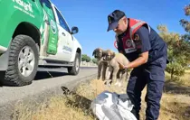 Jandarma Ekipleri, Yol Kenarındaki Yavru Köpekleri Kurtardı