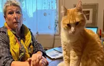 Dünyanın ilk mahpus kedisi! Komşusunu canından bezdirdi, hapsi yedi