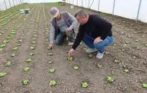 Edirne'de seracılık kapasitesini artırmaya yönelik çalışmalar devam ediyor