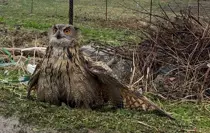 Şırnak'ta bulunan yaralı baykuş tedavi altına alındı