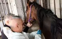 Milyonluk safkan İngiliz atına sağlık taraması