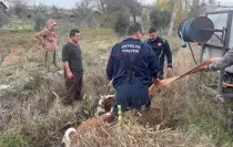 Antalya'da su kanalına düşen ineği itfaiye kurtardı