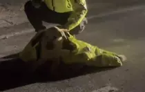 Polis, yaralı köpeğin üstünü kendi montuyla örttü