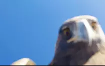 Kartalın Kapıp Dağın Zirvesine Bıraktığı Dron 6 Saatlik Tırmanışla Geri Alındı