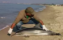 Kuşadası'nda ölü yunus sahile vurdu