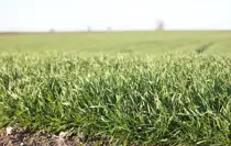 Trakya'da bu sene buğday erken boy attı