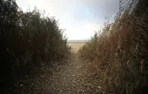 SAPANCA GÖLÜ ALARM VERİYOR - Sapanca Gölü'nde bütün hesaplar ''sürdürülebilir koruma'' üzerine