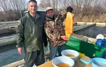 Van'da binlerce ton kapasiteli tesislerde alabalık sağımı başladı