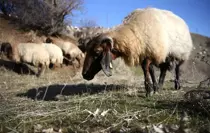 Bitlisli besiciler kar yağmayınca hayvanlarını merada otlatarak yemden tasarruf ediyor