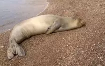 Yunanistan'dan kaçıp geldiği Antalya sahilinde dinlenen Akdeniz foku, mavi sularla buluşturuldu