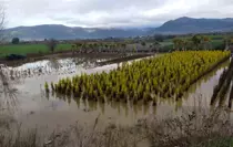 Sağanak yağış Ödemiş'te zarara neden oldu