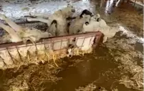 Sular altında kalan hayvan damındaki koyunlar telef oldu