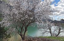 Burdur'da badem ağaçları çiçek açtı