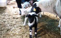 Denizli'de bir koyun tek batında 9 kuzu doğurdu