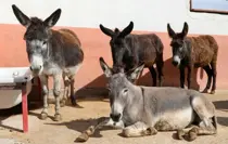 At, eşek, katır azaldı