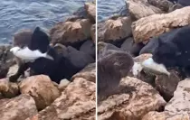 İkisi de mücadeleyi bırakmadı