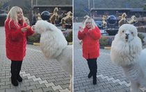 Safiye Soyman elleriyle besleği alpakanın yaptığı karşısında şoke oldu