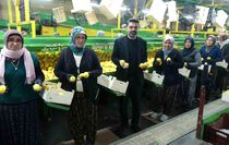 Limonda hasat sonu: Kadınların yoğun mesaisi sürüyor