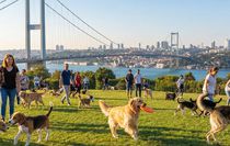 Zengin semtinde yaptığı işten 150 bin lira kazanıyor: Okumayın, iş kovalayın