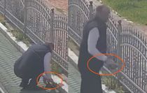 Kocaeli'de tramvay hattında sevgi dolu duraklama: Vatmandan kaplumbağaya yardım eli