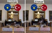 ''Nimbus The King'' isimli kedi Kosova - Türkiye maçının kazananını tahmin etti