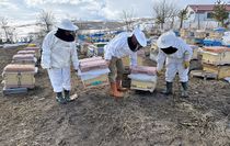 Ardahan'da kovanlar bahara kayıpsız açıldı, bal üreticileri sezona umutla başladı
