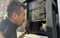 Elazığ'da yaralı halde bulunan kedinin tedavisi tamamlandı