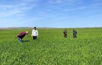 Cizre'de tarlalarda 'süne' mesaisi