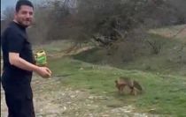 Tilkinin kek yediği anlar kamerada