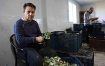 Aydın'da enginar hasadı: Usta ellerden sofralara yolculuk