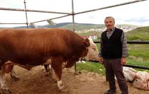 Yozgat hayvan pazarında kurbanlıklar alıcısını bekliyor