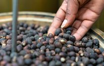 Çin, 53 Afrika Ülkesinden Gerekli Şartları Karşılayan Kahve Çekirdeklerinin İthalatına İzin Verecek