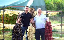 Nazilli'de kurutmalık sebze oymacılığı ''bacasız fabrikaya'' dönüştü