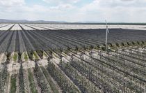 Karaman'daki elma bahçelerinde biyoteknik mücadele sayesinde ilaç kullanımı azaldı