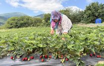 Samsun'da bin rakımlı yaylada çilek hasadı başladı