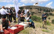 Amasya'da keneyle mücadele kapsamında 300 kınalı keklik doğaya bırakıldı